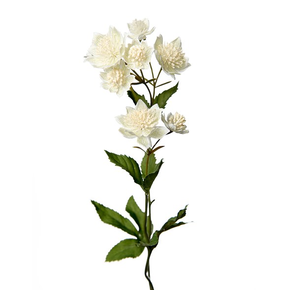 Astrantia