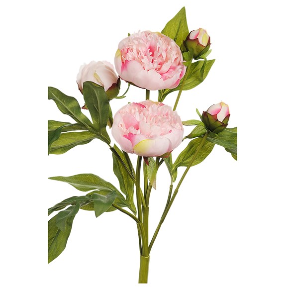 Pion snittblomma
