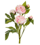 Pion snittblomma