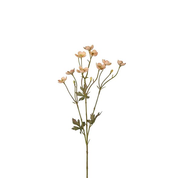 Smörblomma
