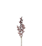 Ruscus