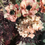Ruscus