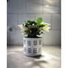 Pot