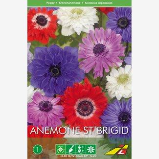 Anemon, Blandade färger