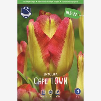 Tulpan, Triumf, Cape Town