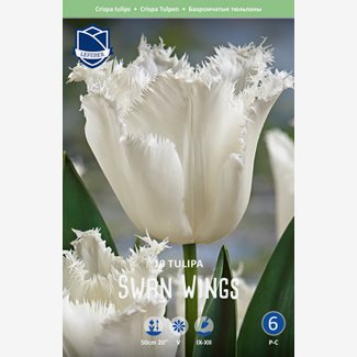 Tulpan, Fransig, Swan Wings