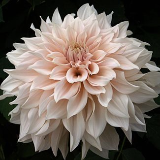 Dahlia, Cafe au Lait