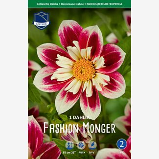 Dahlia, Fashion Monger