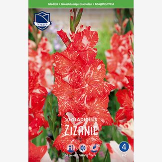 Gladiol, Zizanie