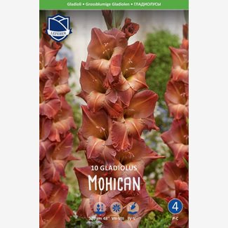 Gladiol, Mohican