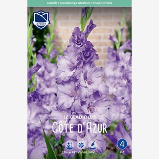 Gladiol, Cote d´Azur