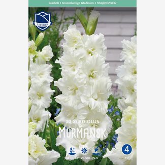 Gladiol, Murmansk