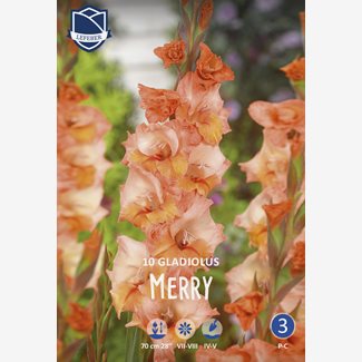 Gladiol, fjärils-, Merry