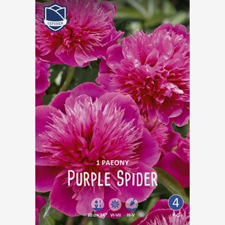 Pion, Purple Spider