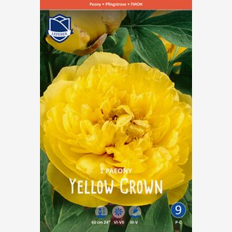 Pion, Yellow Crown