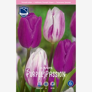 Perfect Partners, Tulpan, Purple Passion