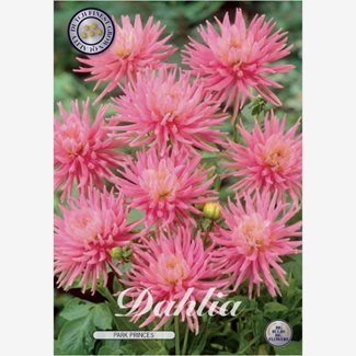 Dahlia, Park Princes
