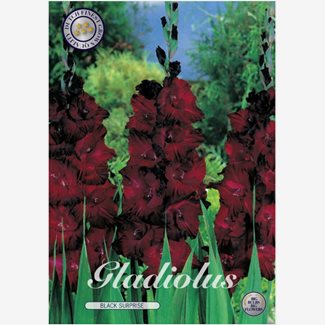 Gladiol, Black Surprice