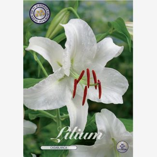 Lilja, Orient, Casablanca