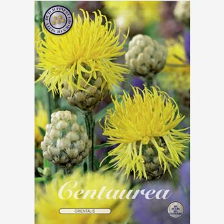 Centaurea Orientalis