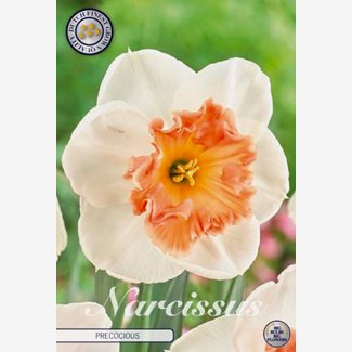 Narciss, Påsklilja, Precocious