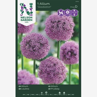 Allium, Gladiator, purpurrosa