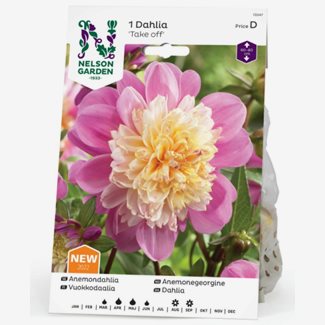 Dahlia, Take off