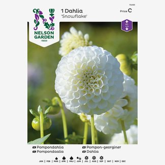 Dahlia, Snowflake