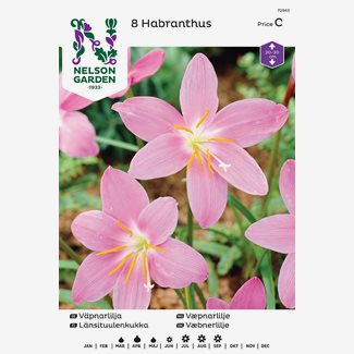 Väpnarlilja Habranthus robustus, rosa