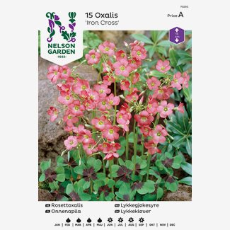 Rosettoxalis, Iron Cross, rosa