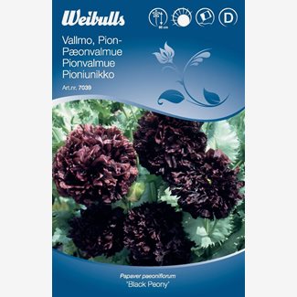 Vallmo, Pionvallmo, Black peony