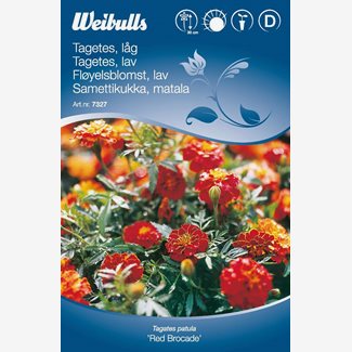Tagetes, låg Red Brocade