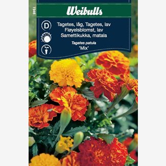 Tagetes, låg Blandning
