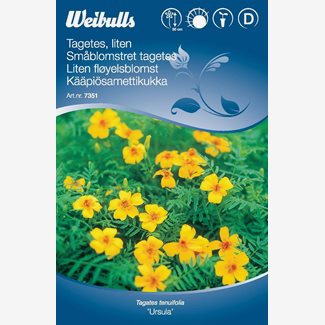 Tagetes, låg Ursula