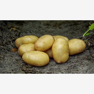 Sättpotatis, Tinca, 1 kg