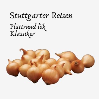 Gul lök, Stuttgarter Riesen, 250 gram