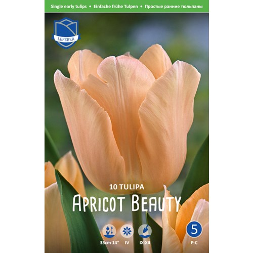 Tulpan, Tidig enkel, Apricot beauty