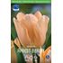Tulpan, Tidig enkel, Apricot beauty