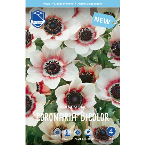 Anemon, Bicolor
