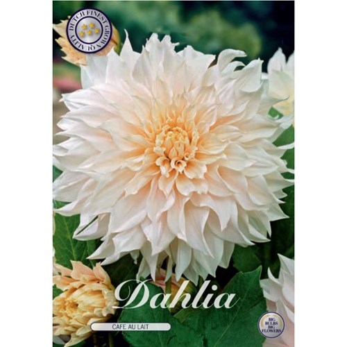 Dahlia, Cafe au Lait