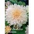 Dahlia, Cafe au Lait