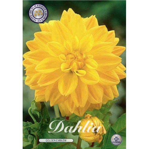 Dahlia, Golden Emblem