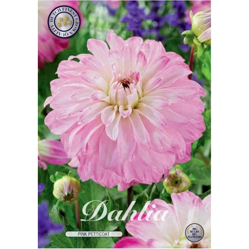 Dahlia, Pink Petticoat