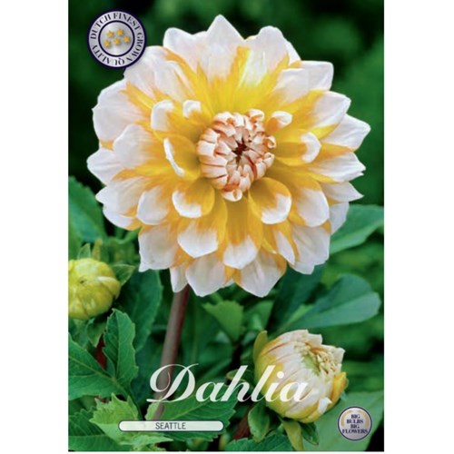 Dahlia, Seattle