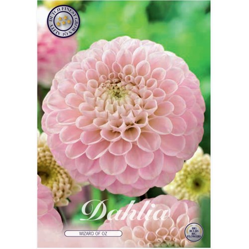 Dahlia, Wizard of Oz