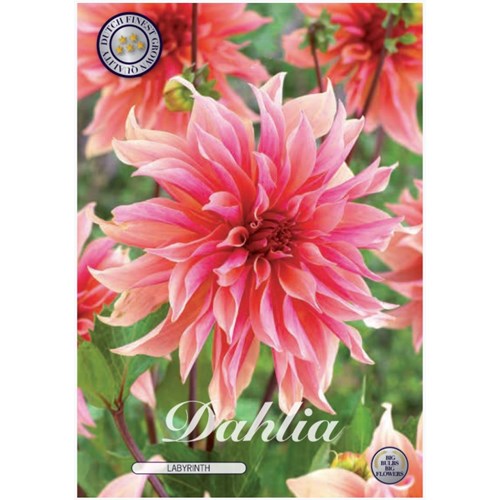 Dahlia, Labyrinth