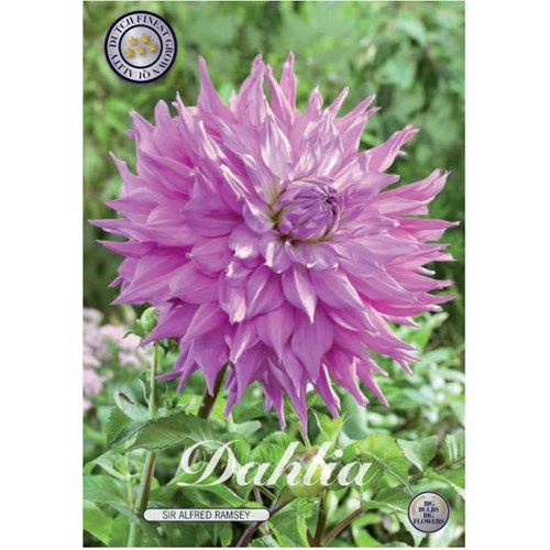 Dahlia, Sir Alfreds Ramsey