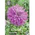 Dahlia, Sir Alfreds Ramsey