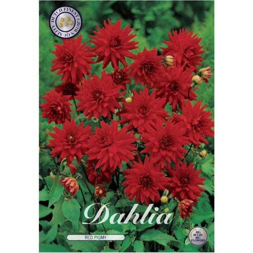Dahlia, Red Pigmy
