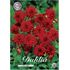Dahlia, Red Pigmy